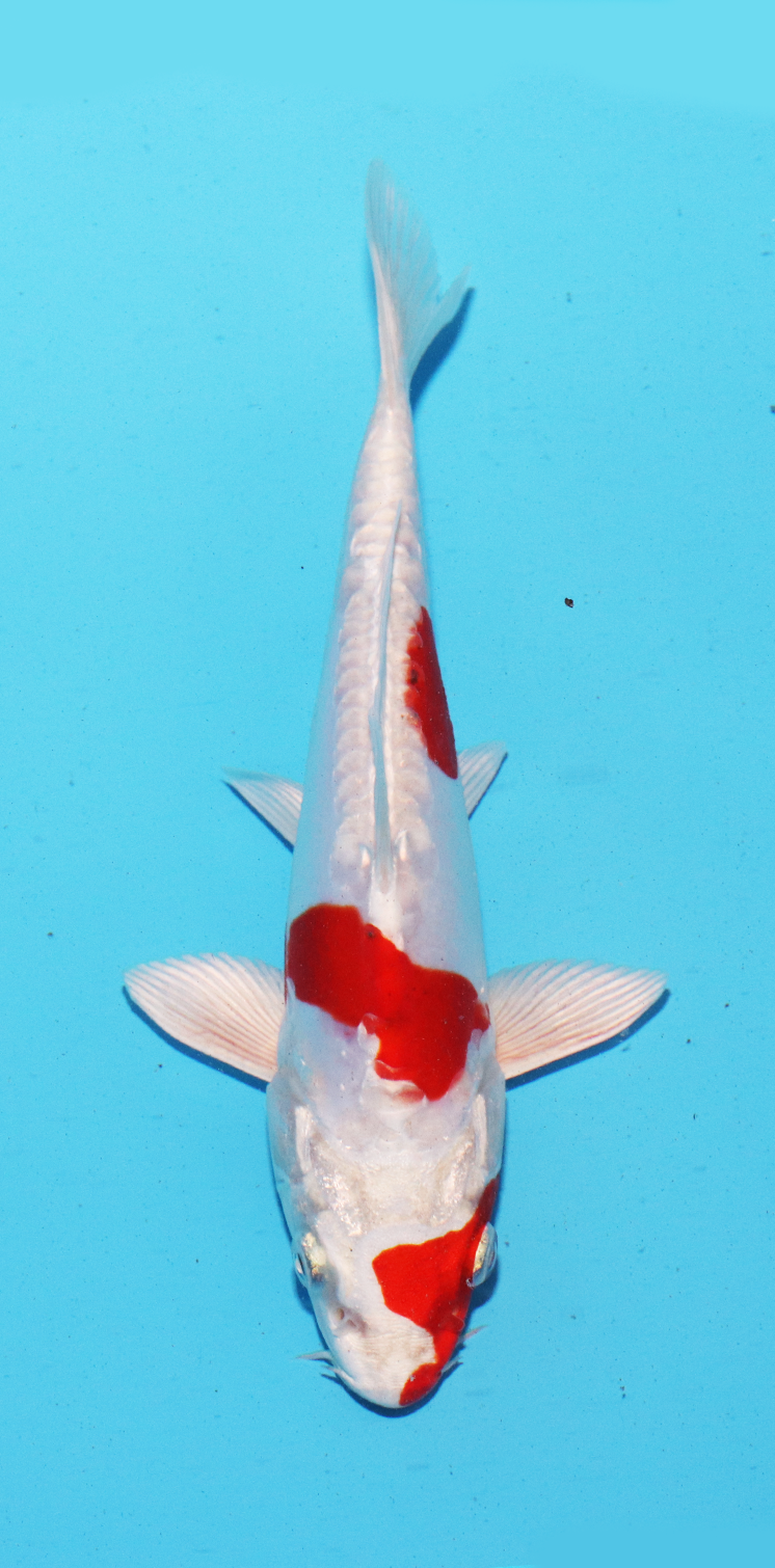 Aokiya Tosai Kikusui – 19cm - Hatton Koi