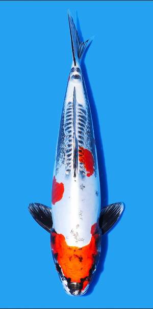HQ Oya Nisai Benikikokuryu (Narita Auction) – 42cm - Hatton Koi