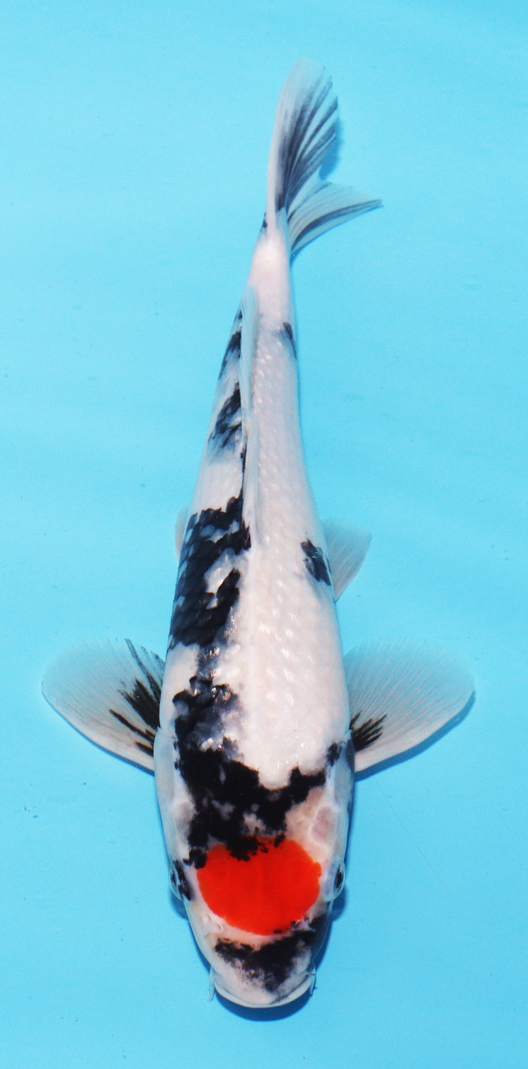 ISA Jumbo Tosai Tancho Showa – 31cm - Hatton Koi