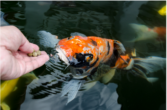 Emergency Fish Feeding: Alternatives for Your Goldfish and Koi