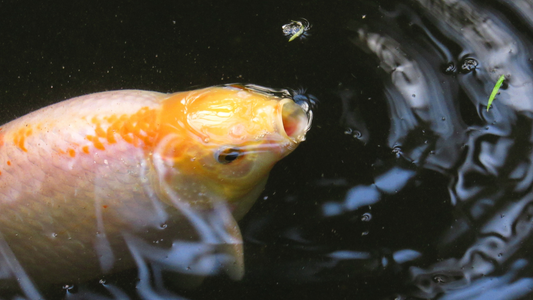 The Essential Guide to Koi Fish Feeding: Frequency and Portions Explained