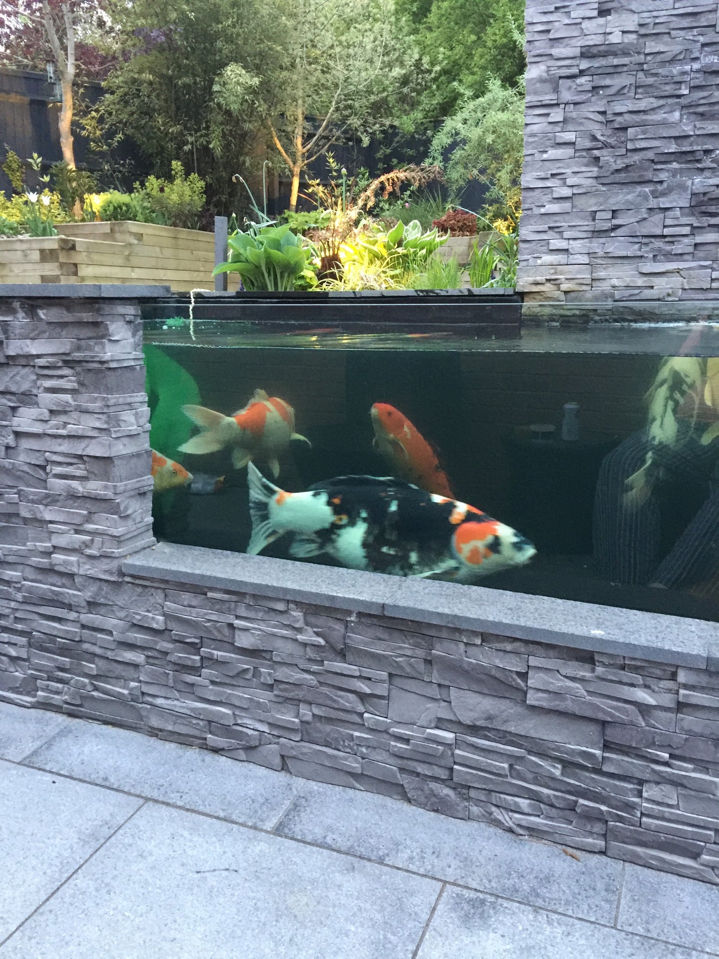 Koi Pond Out Of Stock Tank In Sale