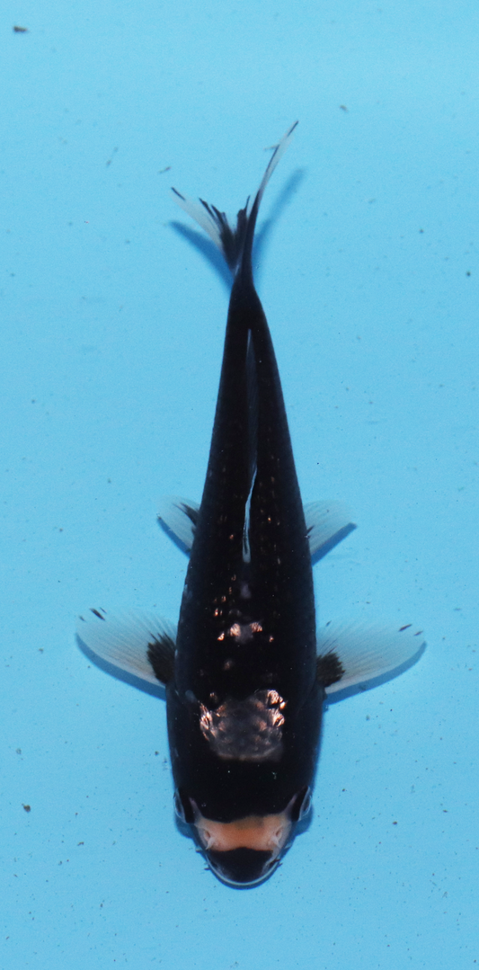 Aokiya Tosai Matsukawabake – 19cm - Hatton Koi