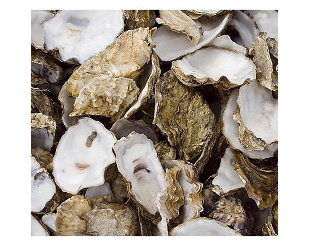 True Oyster Shell Oyster Shell in Net Bag 5kg Filter Media