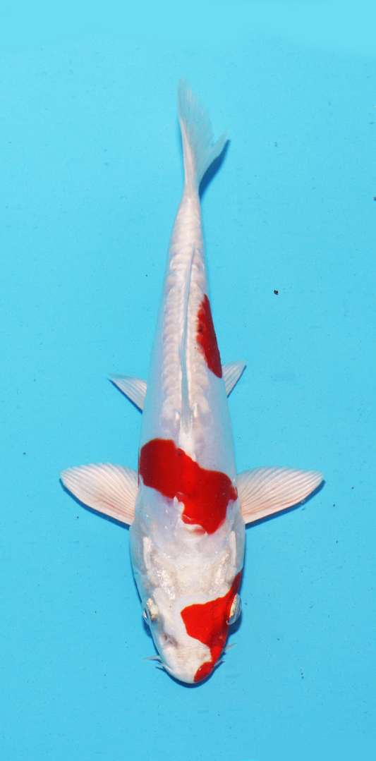 Aokiya Tosai Kikusui – 19cm - Hatton Koi