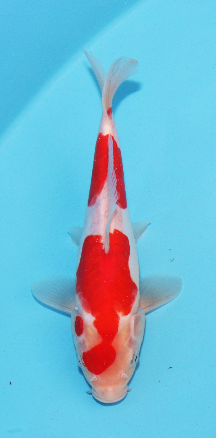Aokiya Tosai Doitsu Kohaku – 19cm - Hatton Koi