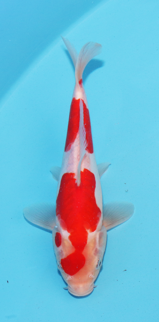 Aokiya Tosai Doitsu Kohaku – 19cm - Hatton Koi
