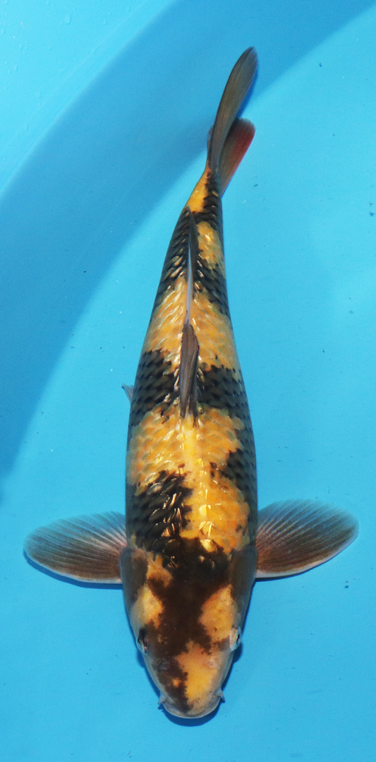 HQ Otsuka Nisai Gin Rin Ki Utsuri – 43cm - Hatton Koi