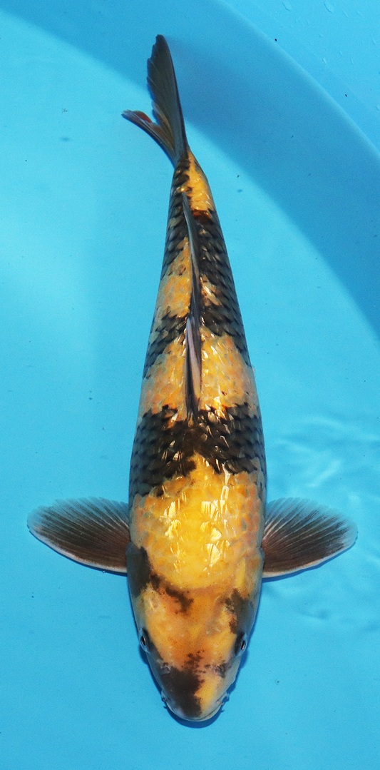 HQ Otsuka Female Nisai Gin Rin Ki Utsuri – 43cm - Hatton Koi