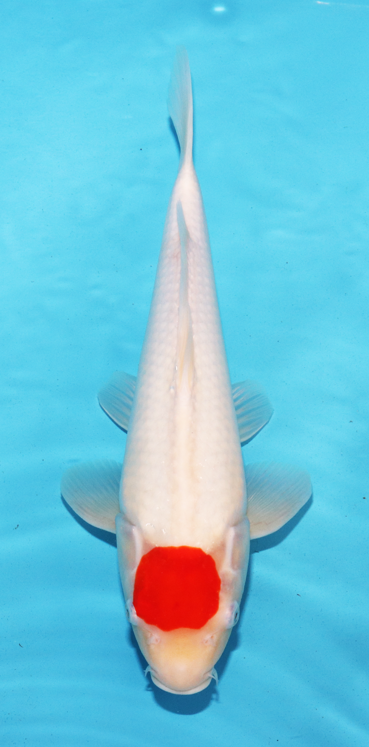 HQ Hoshikin Jumbo Tosai Tateshita Tancho – 33cm - Hatton Koi
