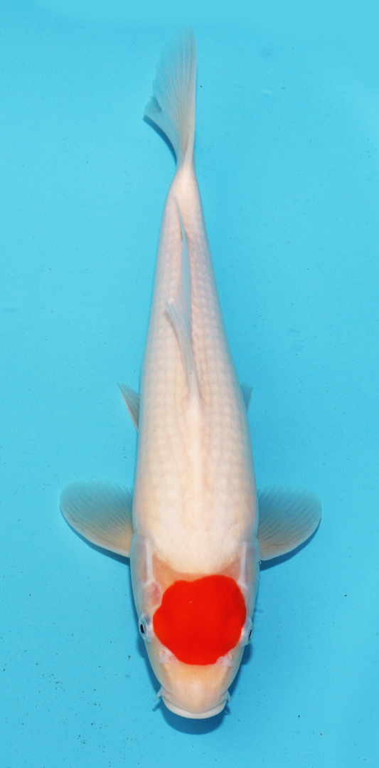 HQ Hoshikin Jumbo Tosai Tateshita Tancho – 32cm - Hatton Koi