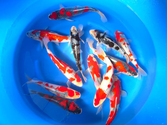 HQ Kawakami Jumbo Tosai Tateshita Goshiki Mix – 29/35cm - Hatton Koi