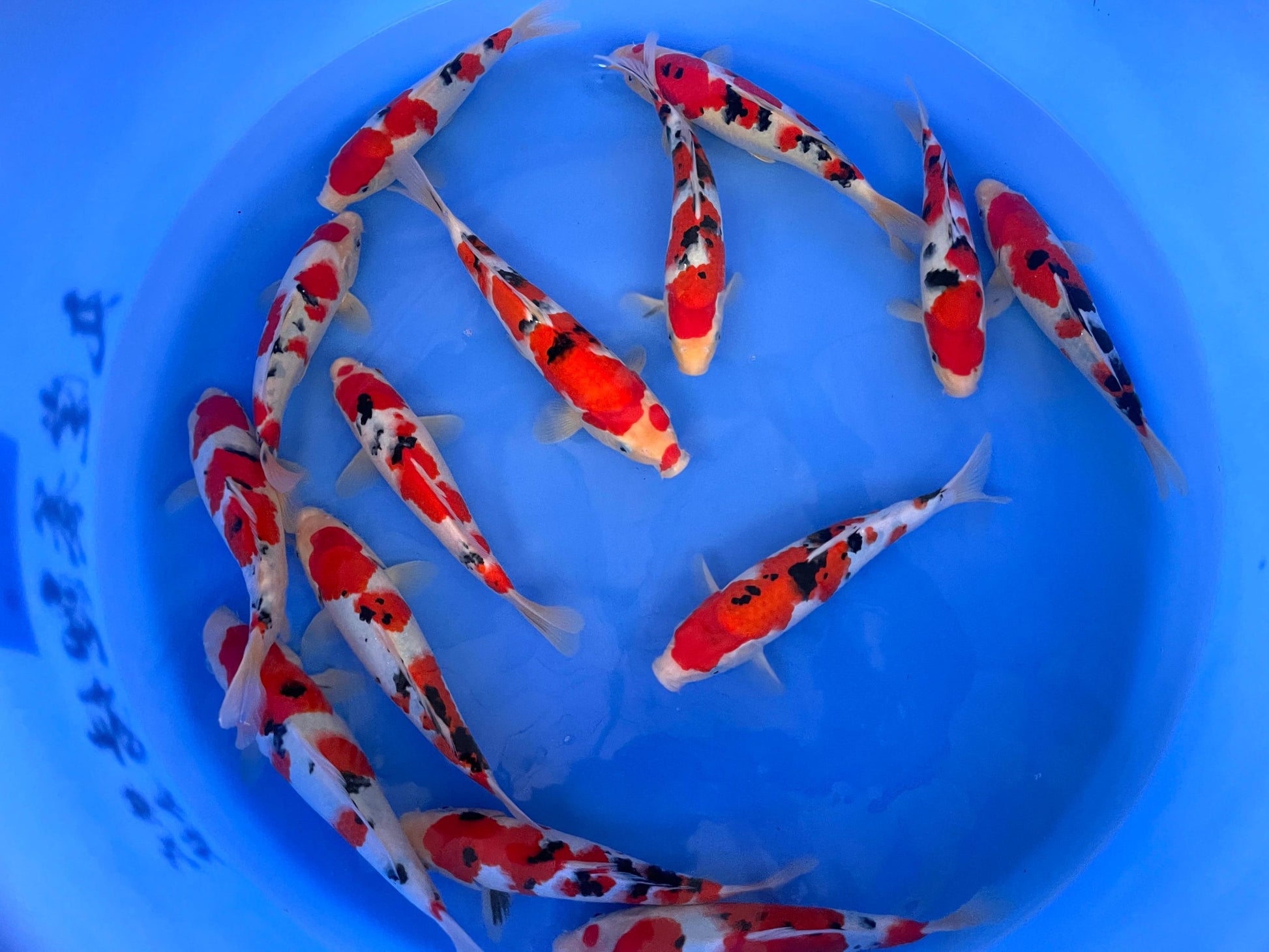 HQ Marudo Jumbo Tosai Tateshita Sanke – 32/35cm - Hatton Koi