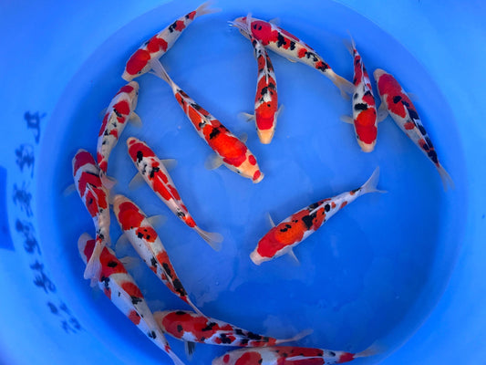 HQ Marudo Jumbo Tosai Tateshita Sanke – 32/35cm - Hatton Koi