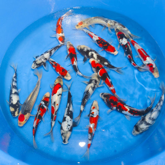 HQ Kawakami Jumbo Tosai Doitsu/Gin Rin Mix – 23/27cm - Hatton Koi