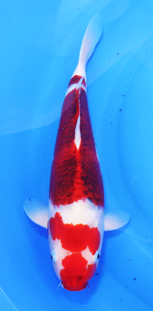 HQ Kanno Female Nisai Goromo – 46cm - Hatton Koi