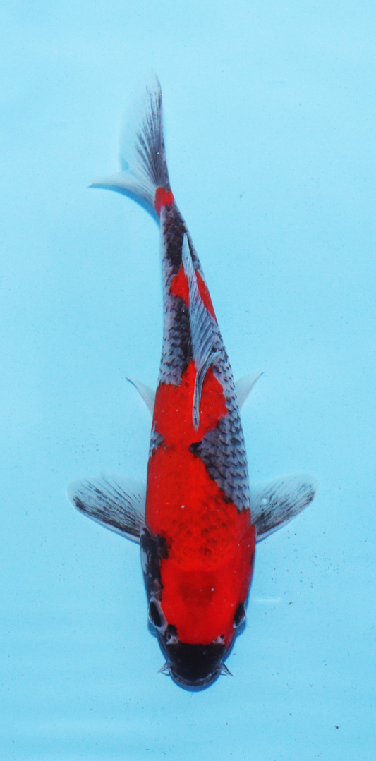 Aokiya Tosai Goshiki – 18cm - Hatton Koi