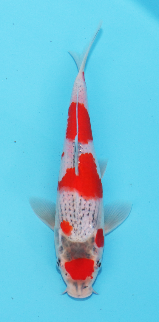 Aokiya Tosai Goshiki – 18cm - Hatton Koi