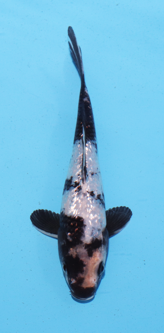 Aokiya Tosai Gin Rin Shiro Utsuri – 18cm - Hatton Koi