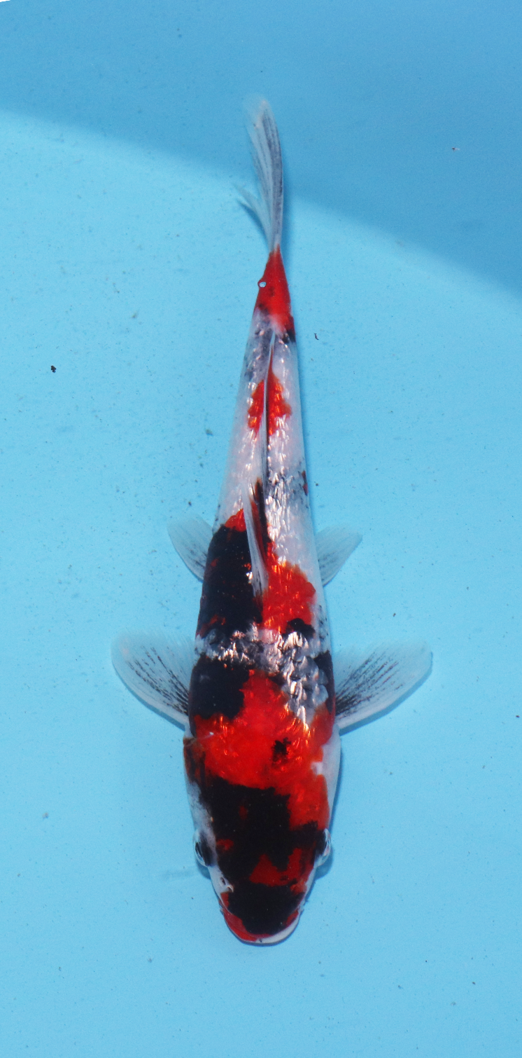 Aokiya Tosai Gin Rin Showa – 19cm - Hatton Koi