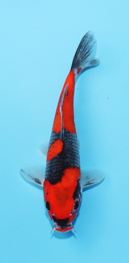 Aokiya Tosai Kuro Goshiki – 18cm - Hatton Koi