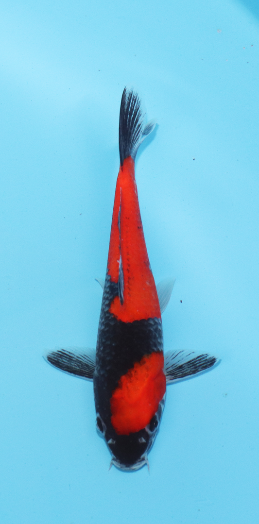 Aokiya Tosai Kuro Goshiki – 18cm - Hatton Koi