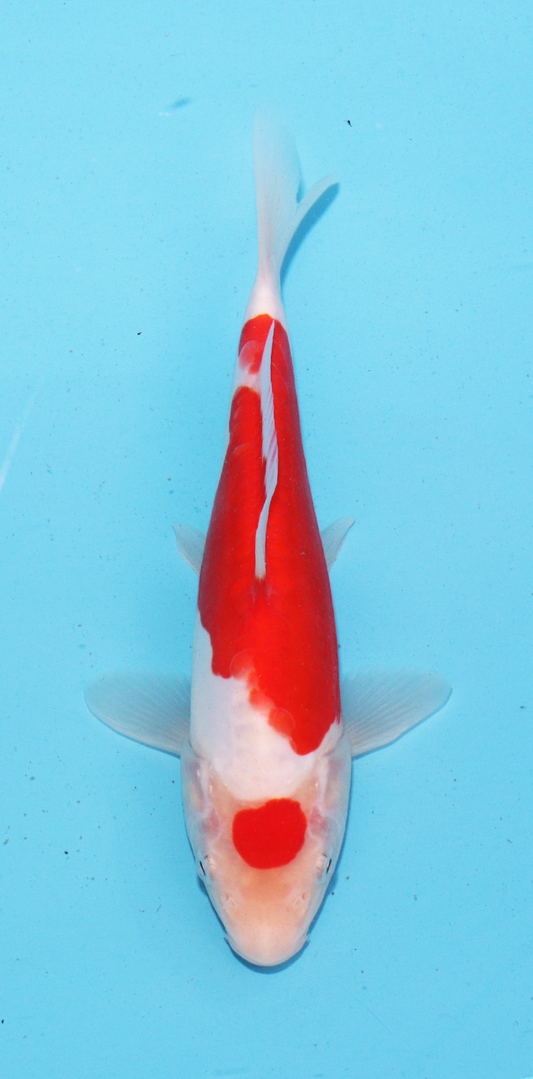 Aokiya Tosai Doitsu Kohaku – 19cm - Hatton Koi