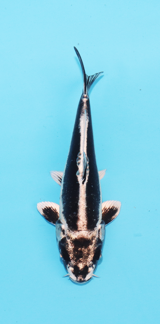 Aokiya Tosai Kikokuryu – 19cm - Hatton Koi