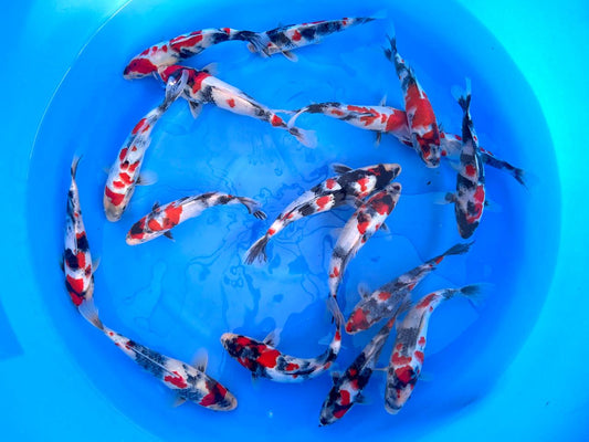 HQ Sekiguchi Tateshita Tosai Kindai Showa – 22/26cm - Hatton Koi