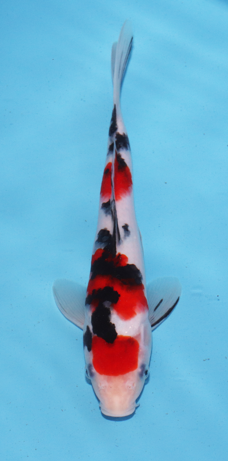 Marusei Tosai Sanke – 23cm - Hatton Koi