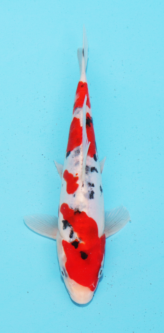 Aokiya Tosai Doitsu Sanke – 19cm - Hatton Koi