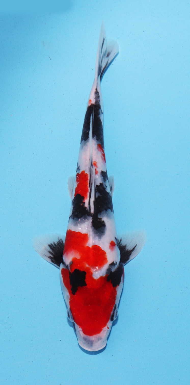 Sekiguchi Tosai Kindai Showa – 25cm - Hatton Koi