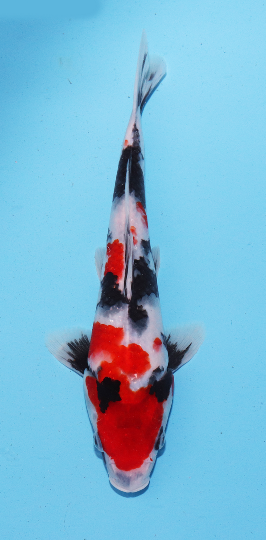 Sekiguchi Tosai Kindai Showa – 25cm - Hatton Koi