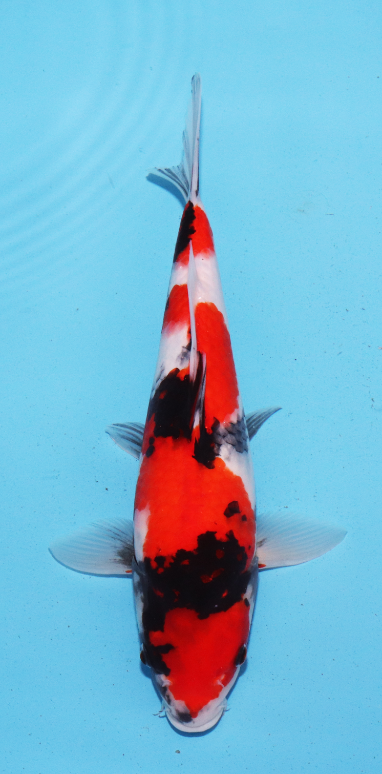 Marudo Jumbo Tosai Showa – 28cm - Hatton Koi