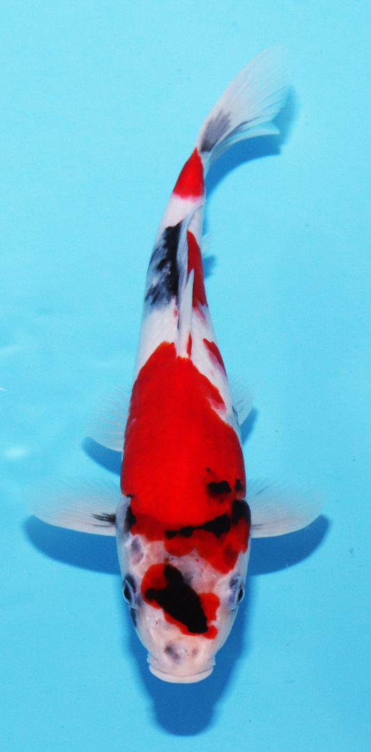 Marudo Jumbo Tosai Showa – 24cm - Hatton Koi