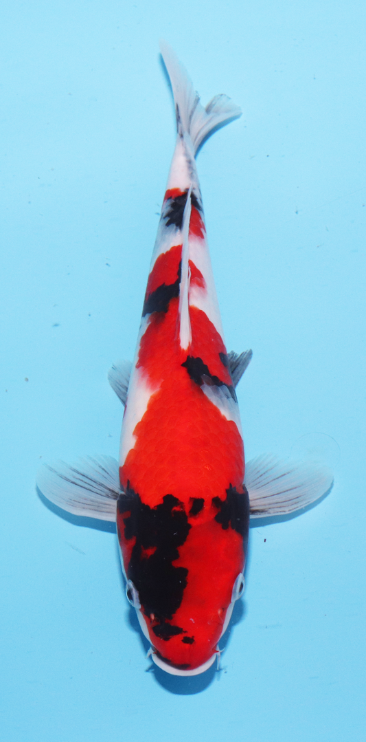Marudo Jumbo Tosai Showa – 25cm - Hatton Koi